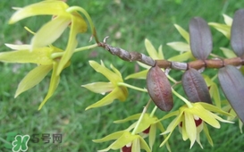 石斛花什么時(shí)候采摘？石斛花泡水喝有什么功效