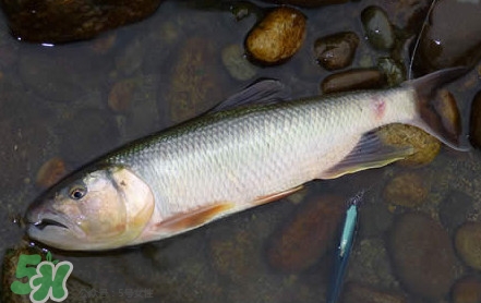 馬口魚(yú)是海魚(yú)嗎？馬口魚(yú)是什么魚(yú)