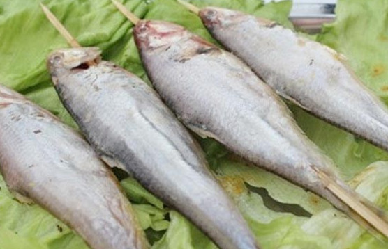 釣馬口魚用什么餌料？釣馬口魚用什么打窩？