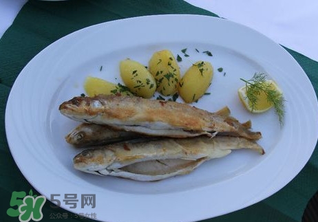 馬口魚能長多大？馬口魚最大能長多長？