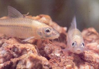 馬口魚能養(yǎng)殖嗎？馬口魚怎么養(yǎng)？