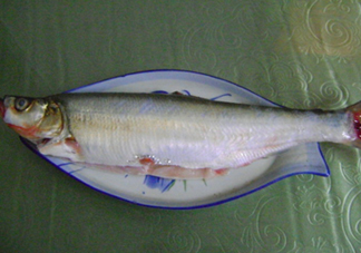 釣翹嘴魚用什么餌料好？翹嘴魚什么時(shí)候好釣
