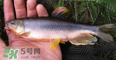 馬口魚多少錢一斤2017？野生馬口魚多少錢一斤？