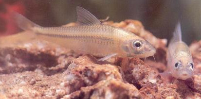 馬口魚(yú)能養(yǎng)殖嗎？馬口魚(yú)怎么養(yǎng)？