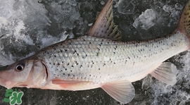 釣翹嘴魚用什么餌料好？翹嘴魚什么時(shí)候好釣