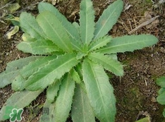 刺兒菜是蒲公英嗎？刺兒菜和蒲公英的區(qū)別