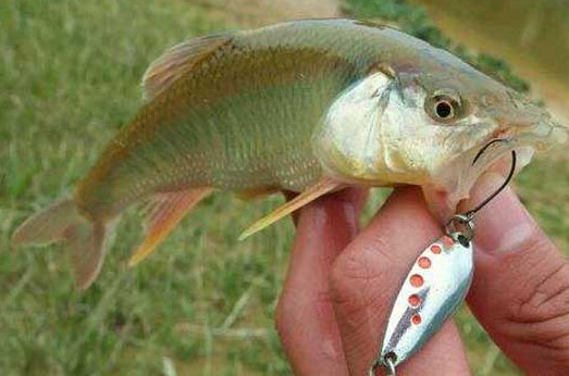 釣馬口魚用什么餌料？釣馬口魚用什么打窩？