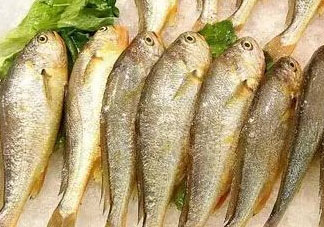 小黃魚可以養(yǎng)殖嗎？小黃魚能人工養(yǎng)殖嗎？