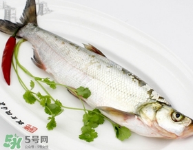 白條魚能長多大？白條魚可以長多大？