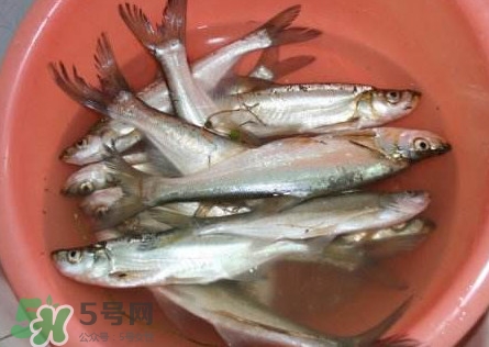 翹殼是什么魚？翹殼魚多少錢一斤2017？