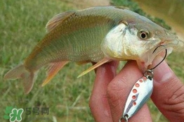 馬口魚怎么吃？馬口魚怎么做好吃？