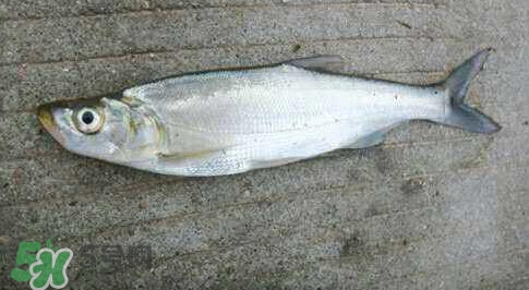 釣翹嘴魚用什么餌料好？翹嘴魚什么時(shí)候好釣