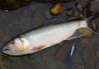 馬口魚多少錢一斤2017？野生馬口魚多少錢一斤？