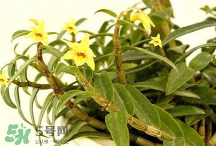 鐵皮石斛花多少錢一斤2017？石斛花多少錢一斤