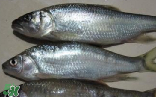 馬口魚喜歡吃什么？馬口魚一般生長在什么地方