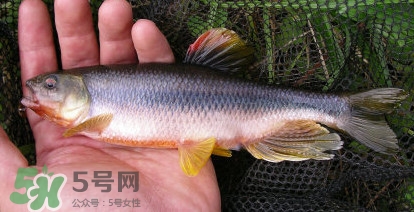 馬口魚能長多大？馬口魚最大能長多長？