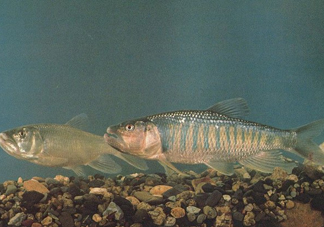 馬口魚是海魚嗎？馬口魚是什么魚