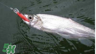 翹嘴魚(yú)多少錢(qián)一斤2017？翹嘴魚(yú)價(jià)格