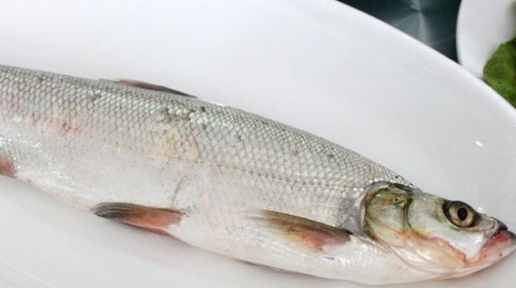 翹嘴魚是白條嗎？翹嘴魚和白條的區(qū)別