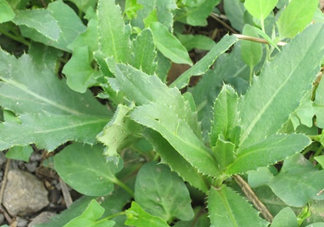 刺兒菜是蒲公英嗎？刺兒菜和蒲公英的區(qū)別