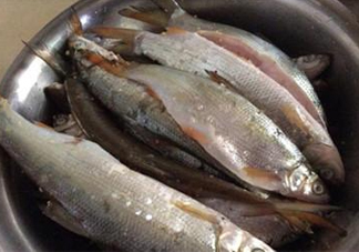 孕婦可以吃白條魚(yú)嗎？白條魚(yú)孕婦能吃嗎？