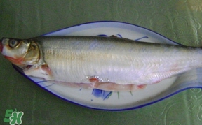 翹嘴魚怎么做好吃？翹嘴魚的做法