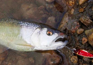 釣馬口魚用什么餌料？釣馬口魚用什么打窩？
