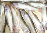 馬口魚怎么吃？馬口魚怎么做好吃？