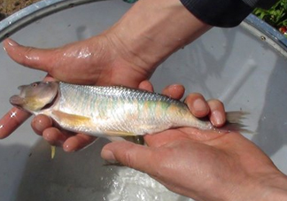 馬口魚喜歡吃什么？馬口魚一般生長在什么地方