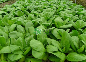 7月份種什么蔬菜？七月份適合種植哪些蔬菜？