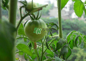 7月份種什么蔬菜？七月份適合種植哪些蔬菜？
