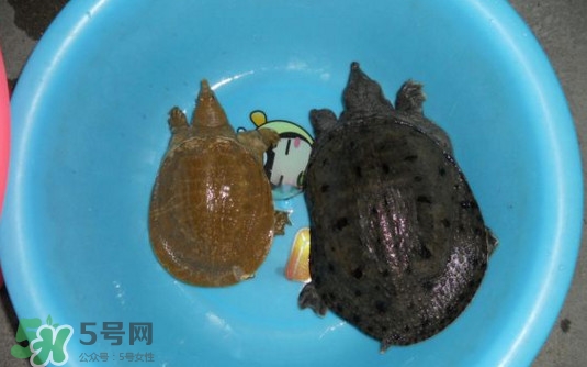 如何區(qū)分野生甲魚？野生甲魚辨識(shí)圖片