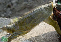 如何區(qū)分野生甲魚？野生甲魚辨識(shí)圖片