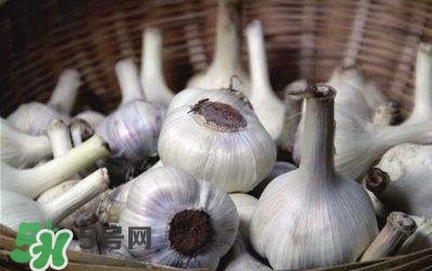 新蒜頭怎么保存不發(fā)芽？新蒜頭怎么存放