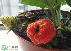 6月份可以種草莓嗎？草莓6月份可以種植嗎？