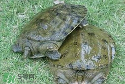 野生甲魚怎么養(yǎng)？野生甲魚如何養(yǎng)