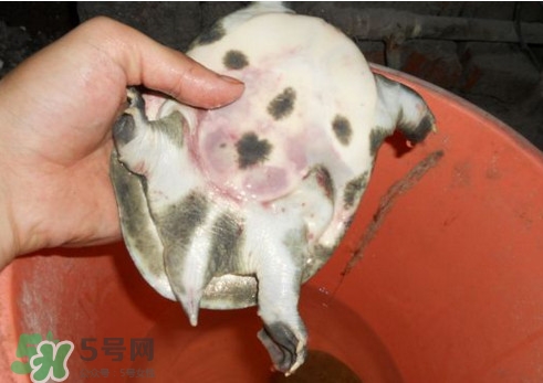 如何區(qū)分野生甲魚？野生甲魚辨識(shí)圖片
