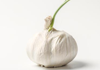 新蒜頭怎么保存不發(fā)芽？新蒜頭怎么存放