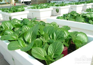 7月份種什么蔬菜？七月份適合種植哪些蔬菜？