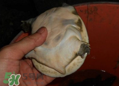 如何區(qū)分野生甲魚？野生甲魚辨識(shí)圖片