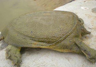 如何區(qū)分野生甲魚？野生甲魚辨識(shí)圖片