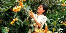 孕婦怎么吃枇杷好？孕婦能吃枇杷膏嗎？