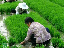 芒種種什么？芒種種什么疏菜？