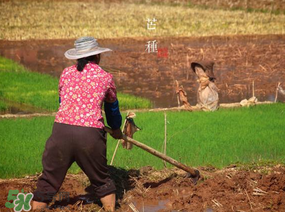 芒種種什么？芒種種什么疏菜？