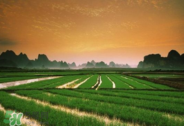 2017年芒種會下雨嗎？2017年芒種雨好嗎？