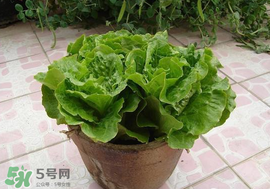 六月份可以種生菜嗎？夏天可以種生菜嗎？