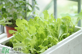六月份可以種生菜嗎？夏天可以種生菜嗎？