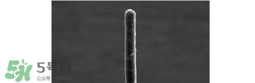 熊野巨匠小熊筆怎么用？熊野巨匠小熊去黑頭筆使用方法