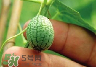 迷你拇指西瓜怎么種？迷你西瓜種植方法