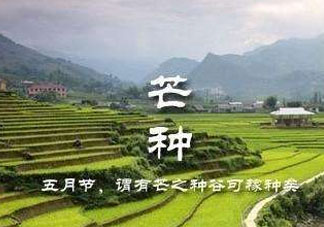芒種種什么？芒種種什么疏菜？